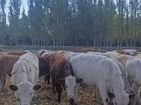 گاو نر, نژاد آولی‌اکول — عکس 4