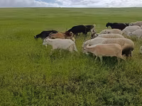 بز ماده, بز — عکس 3