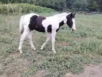 Άλογο, Gypsy horse — φωτογραφία 8