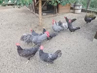 Chickens — foto 7