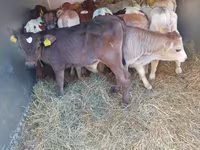 ثور, Simmental cattle — الصورة 1