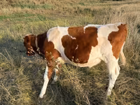 گاو نر, گاو — عکس 2