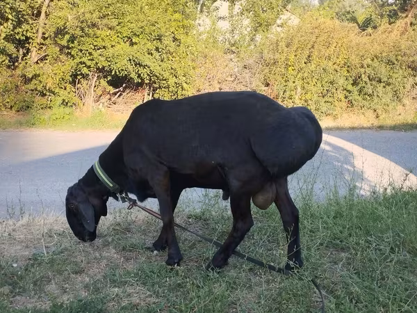 Κριός, Edilbay sheep
