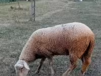Montone, Lacaune sheep — foto 3