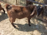 بز نر, Damask goat — عکس 2