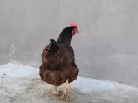 Chickens — 사진 3