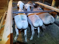 Κριός, Rhon sheep — φωτογραφία 2