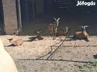Buk, Alpine goat — foto 8