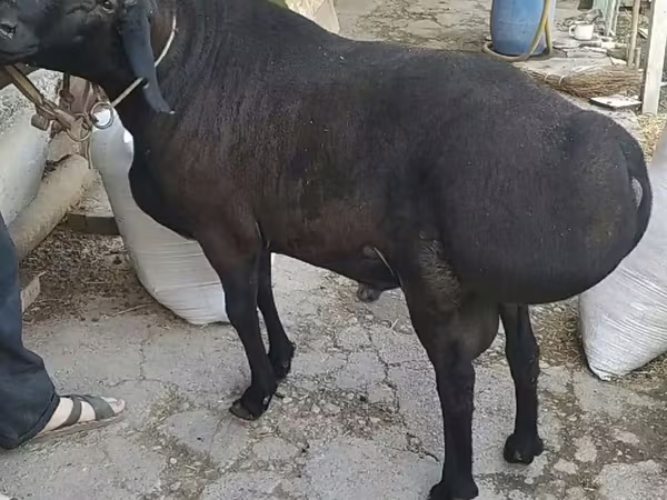 Carnero, Ovejas