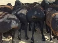 แกะตัวผู้, Baerchuke sheep — รูปภาพ 3