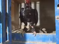 Chickens — Foto 1