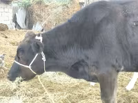 গাভী, Swiss cattle — ছবি 2