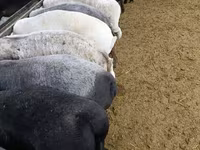Kambing jantan, Sheep — foto 1