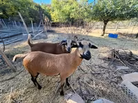 பெண் ஆடு, Cameroon sheep — புகைப்படம் 3