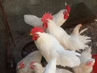 Chickens — عکس 4