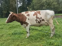 Mucca, Ayrshire — foto 5