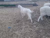Capra, Alpine goat — foto 3