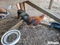 Bantam Jepun — foto 3