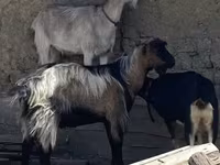 بز نر, بز — عکس 1
