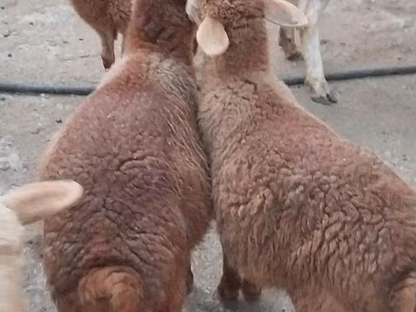 Cừu cái, Cừu