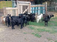 Ged, Alpine goat — foto 2