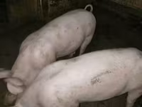Locha, Świnie — zdjęcie 3