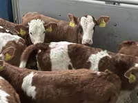 Bydło (partia, płeć nieokreślona), Russian Black pied cattle — zdjęcie 5