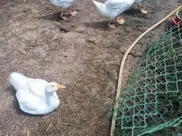Geese