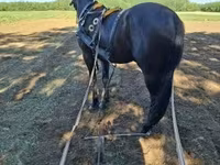Hoppe, Nonius horse — foto 6