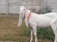 Kambing jantan, Nubian Goat — foto 3