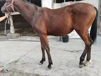 Cavallo, Cavalli — foto 2