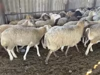 میش, گوسفند — عکس 7