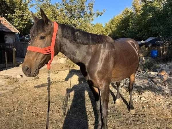 مادیان, Friesian