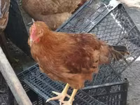 Chickens — الصورة 5