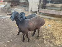 Domba jantan, Sheep — foto 6
