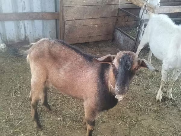 Capra, Alpine goat
