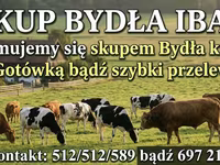 گاو و گوساله (گروه، جنسیت مشخص نشده), Russian Black pied cattle — عکس 2