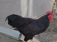 Chickens — 사진 1