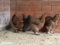 Brahma — foto 5