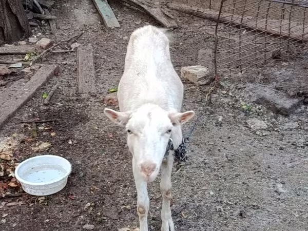 ፍየል, Goats