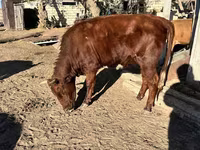 گاو ماده, Russian Black pied cattle — عکس 2