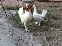 Chickens — عکس 3