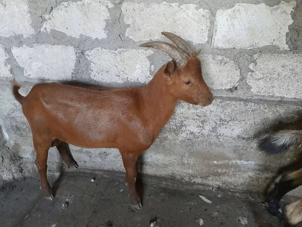 Kozel, Nubian Goat — Moldavsko