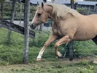 فرس, Quarter Horse — الصورة 2