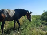 اسب نر, اسب — عکس 3