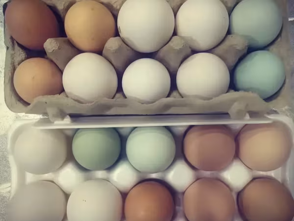 Chickens — Armenia