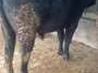 Lembu jantan, Limousin cow — foto 5