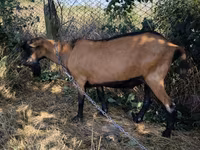 Jarac, Alpine goat — fotografija 3