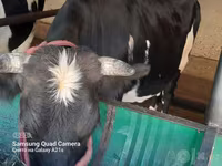 گاو ماده, Simmental cattle — عکس 1