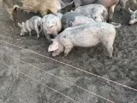 Locha, Świnie — zdjęcie 4